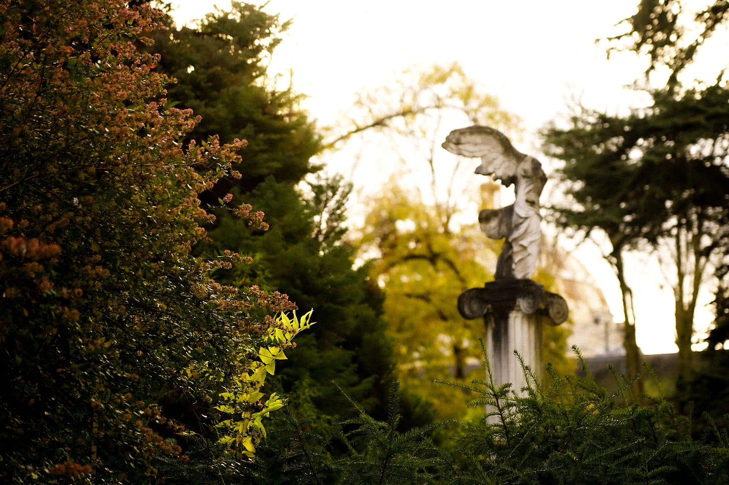 Headstones among twisting branches