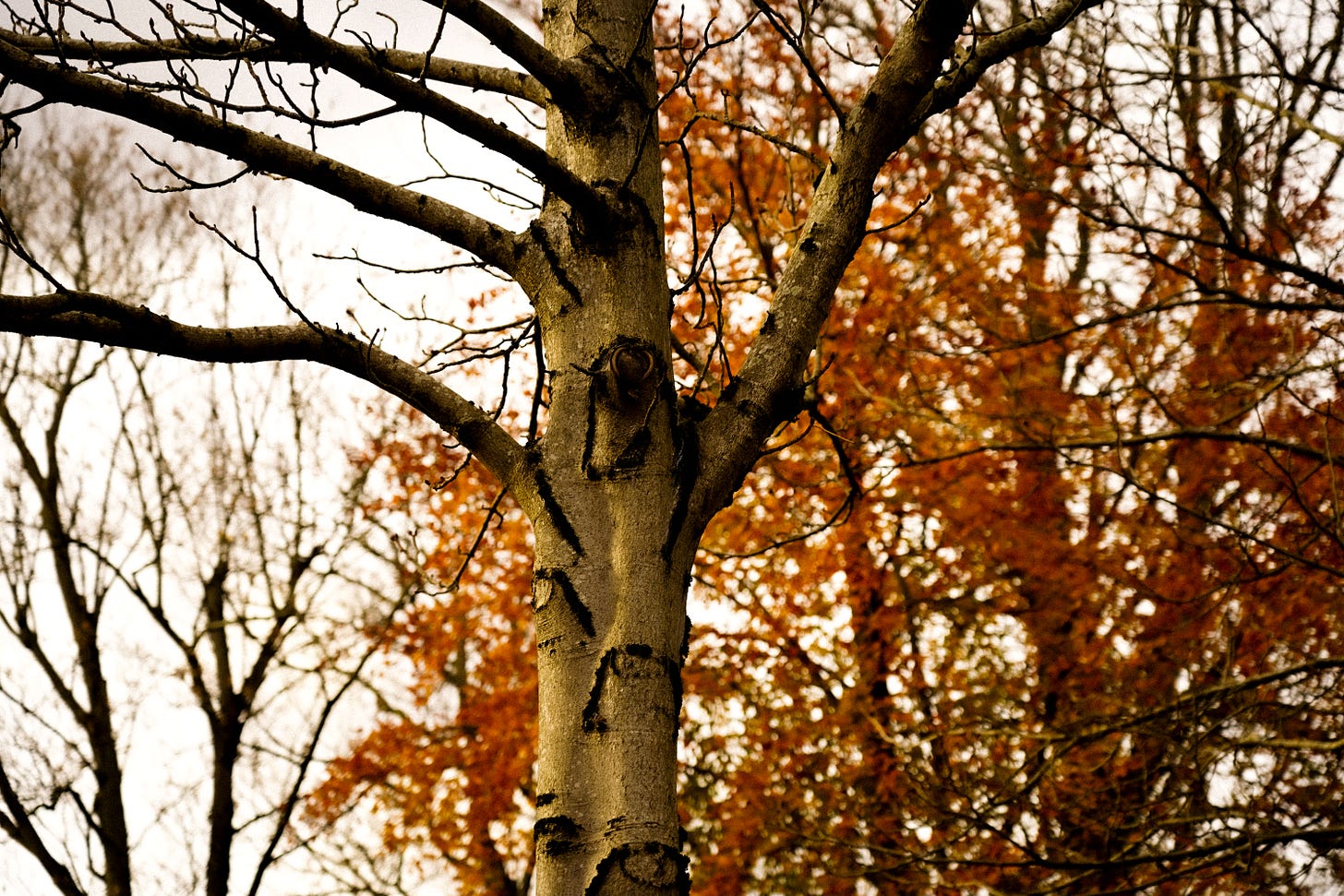 Scars on a tree trunk