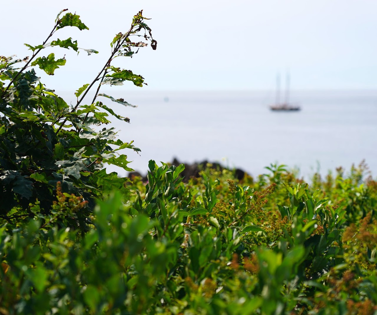Coastal scrub with sailboat