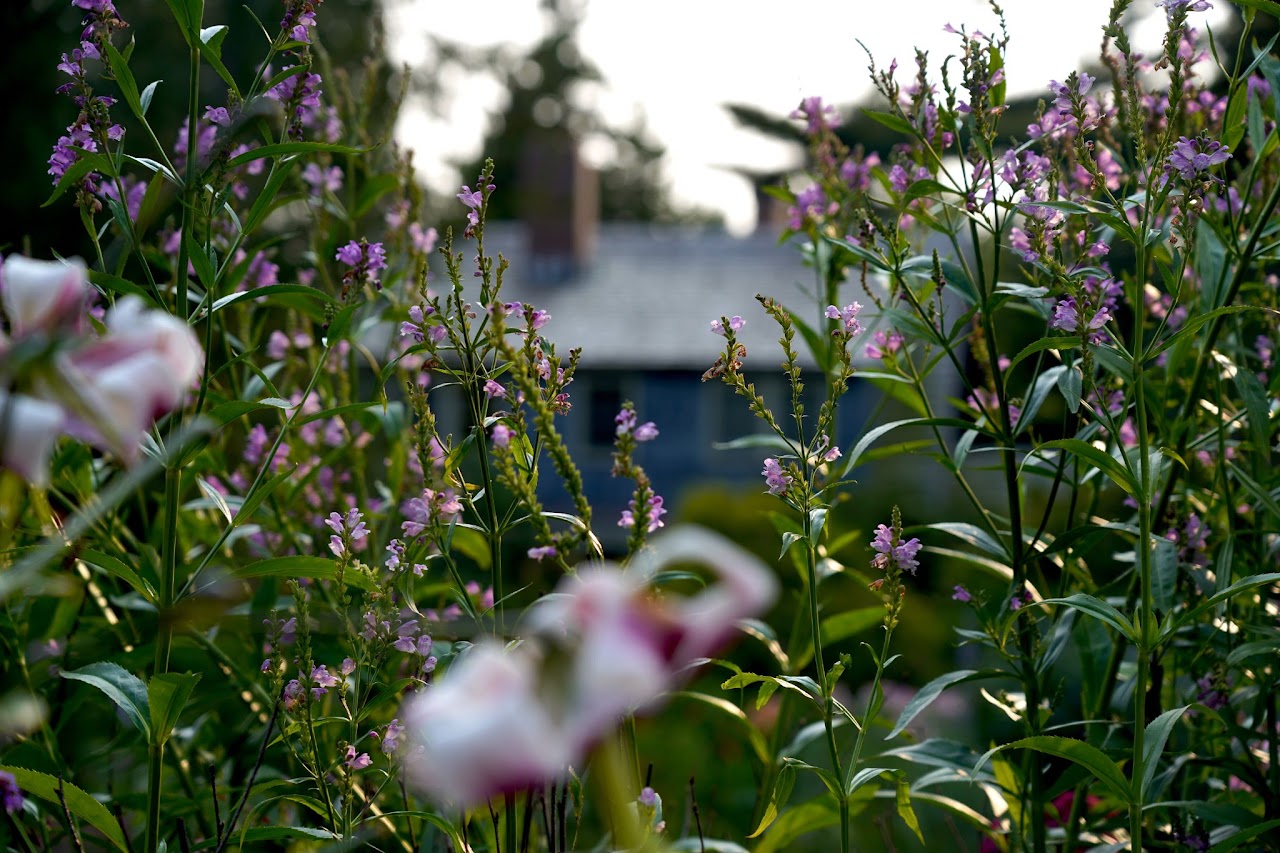 Obedient plant and lilies