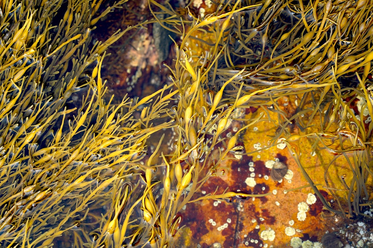 Rockweed in tidal pool