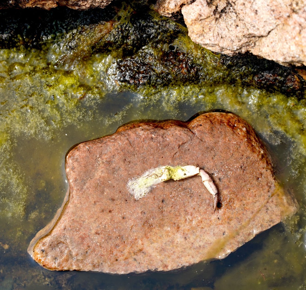 Green crab on granite