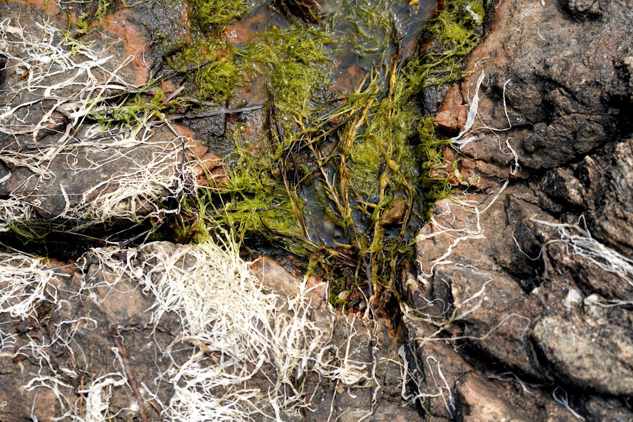 Green algae and dried wrack on rock
