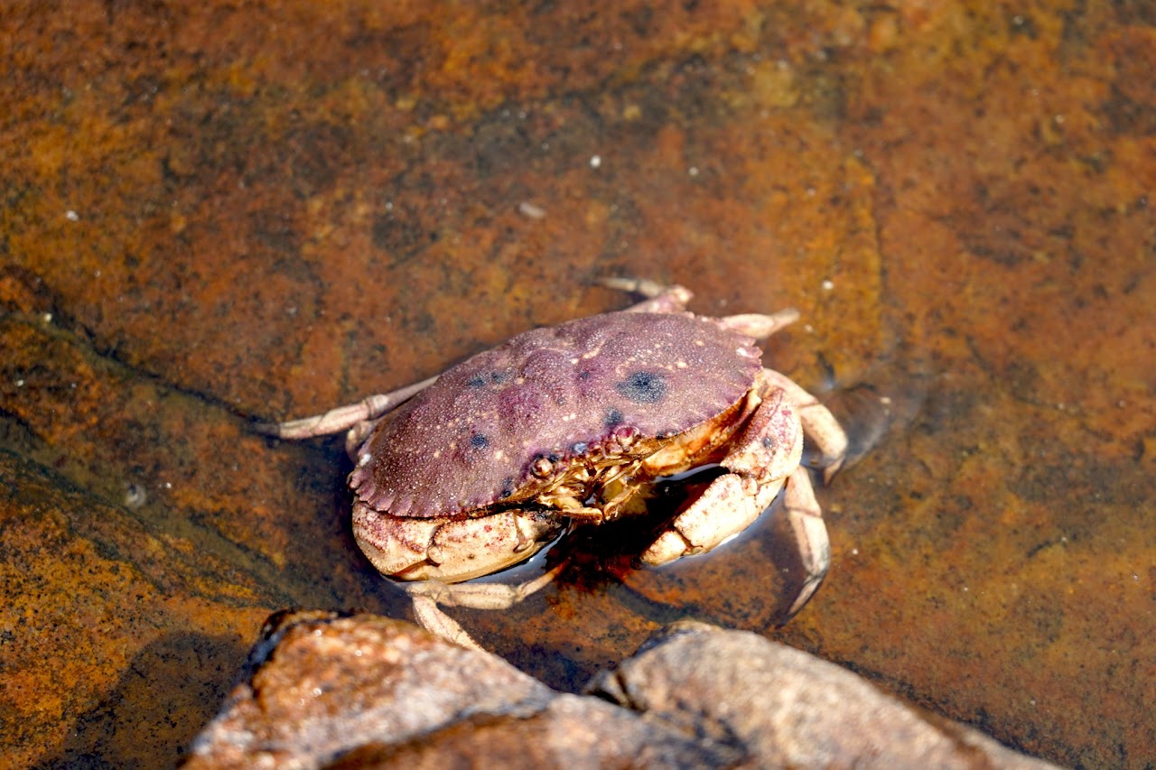 Rock crab in tidal pool