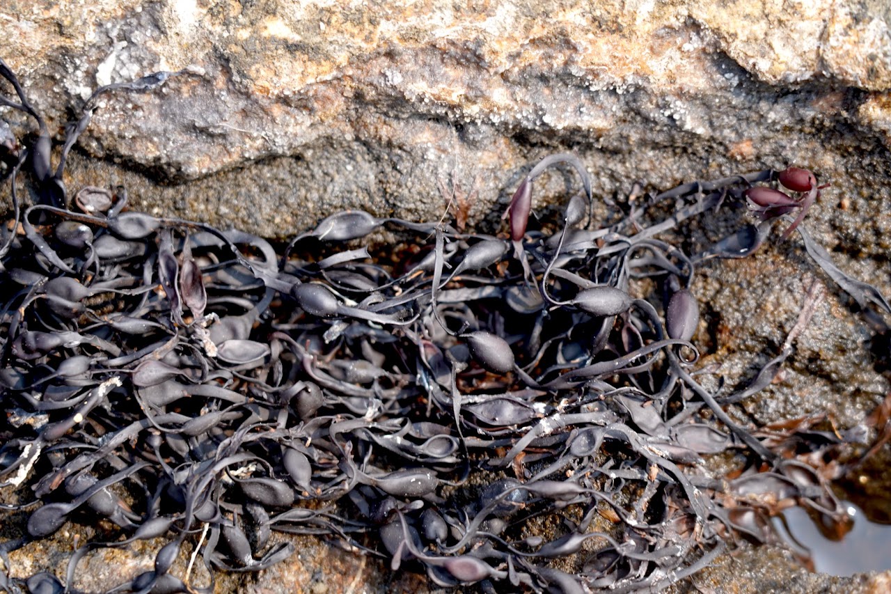 Dried knotted wrack