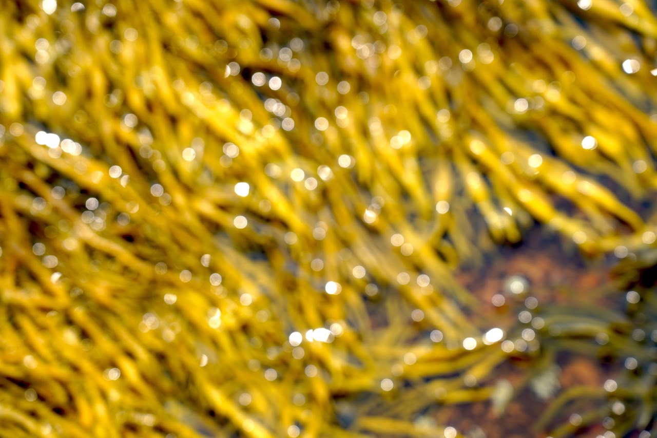 Rockweed bokeh
