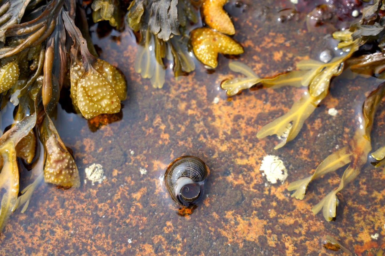 Periwinkle among bladderwrack