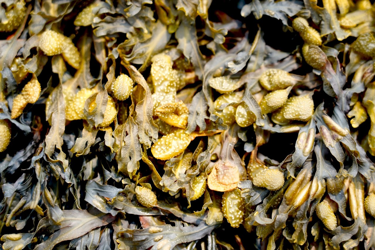 Bladderwrack receptacles