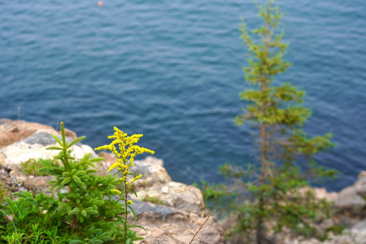 Goldenrod and young spruce