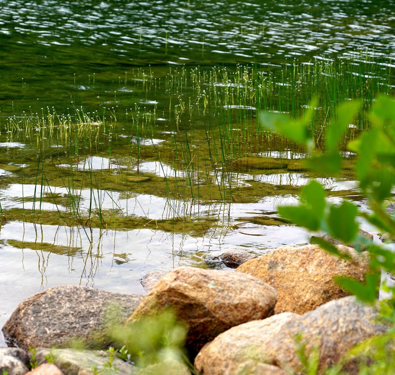 Pond edge with pipewort