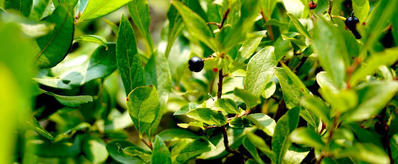 Huckleberry bush