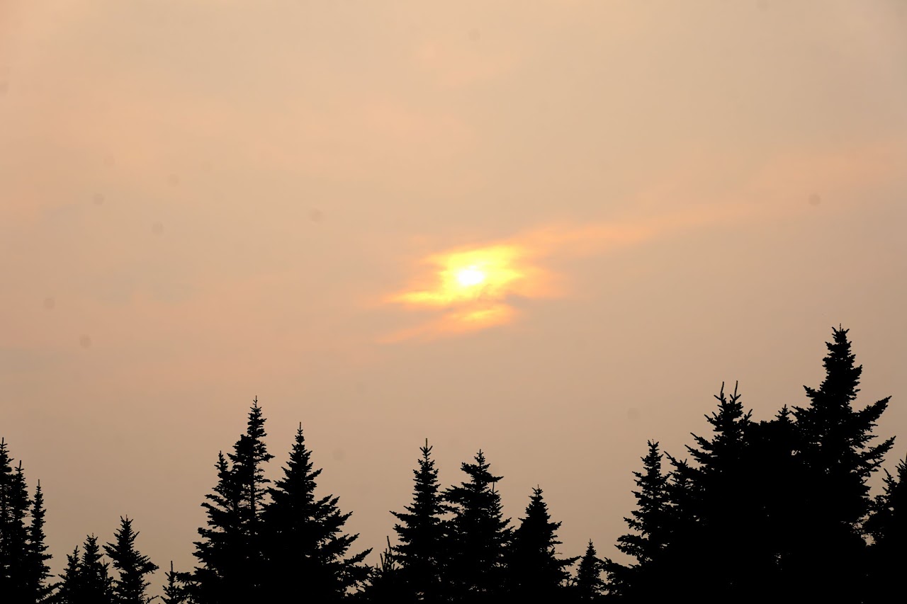 Hazy sunset over spruce