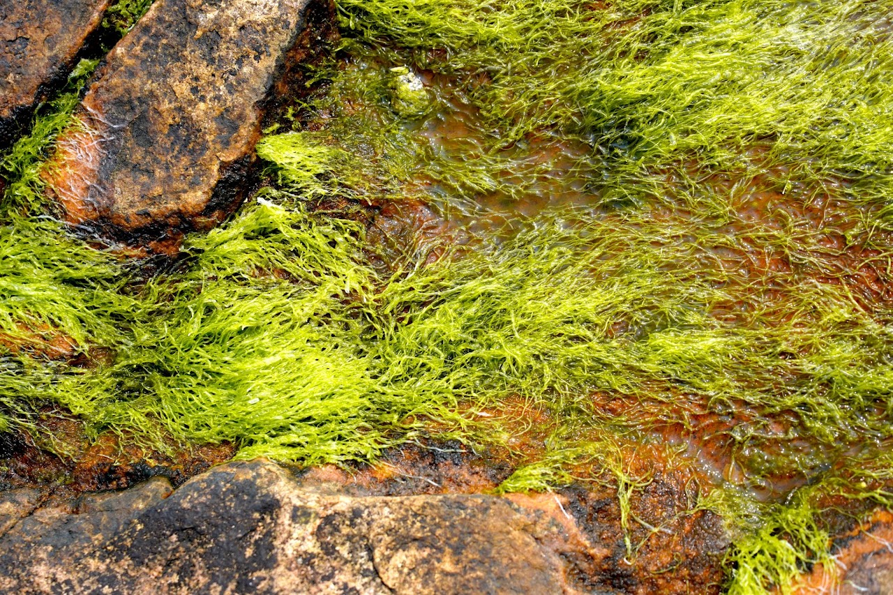 Green algae on intertidal rock