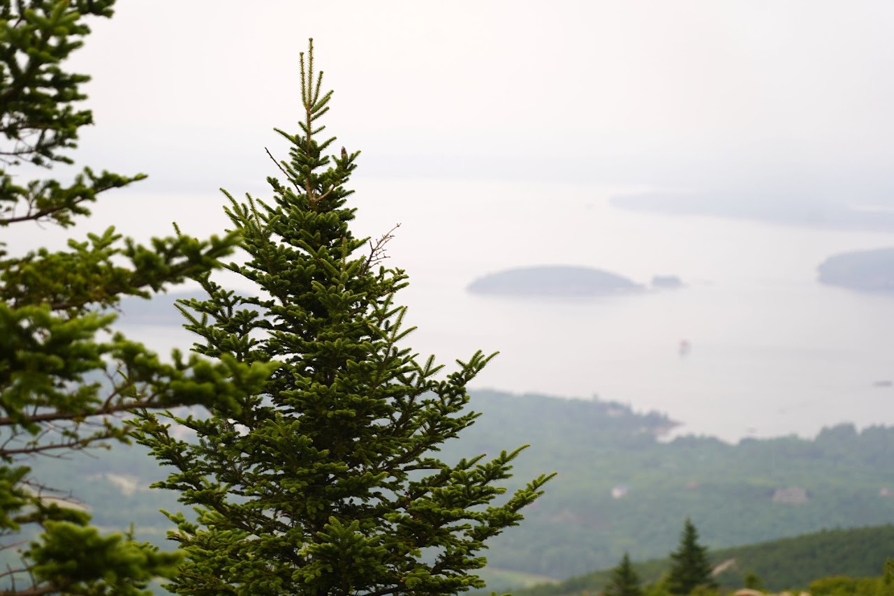 Balsam fir with foggy bay