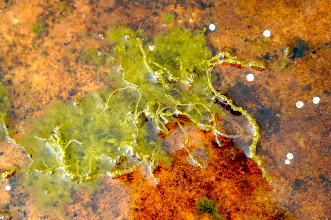 Green algae in tidal pool