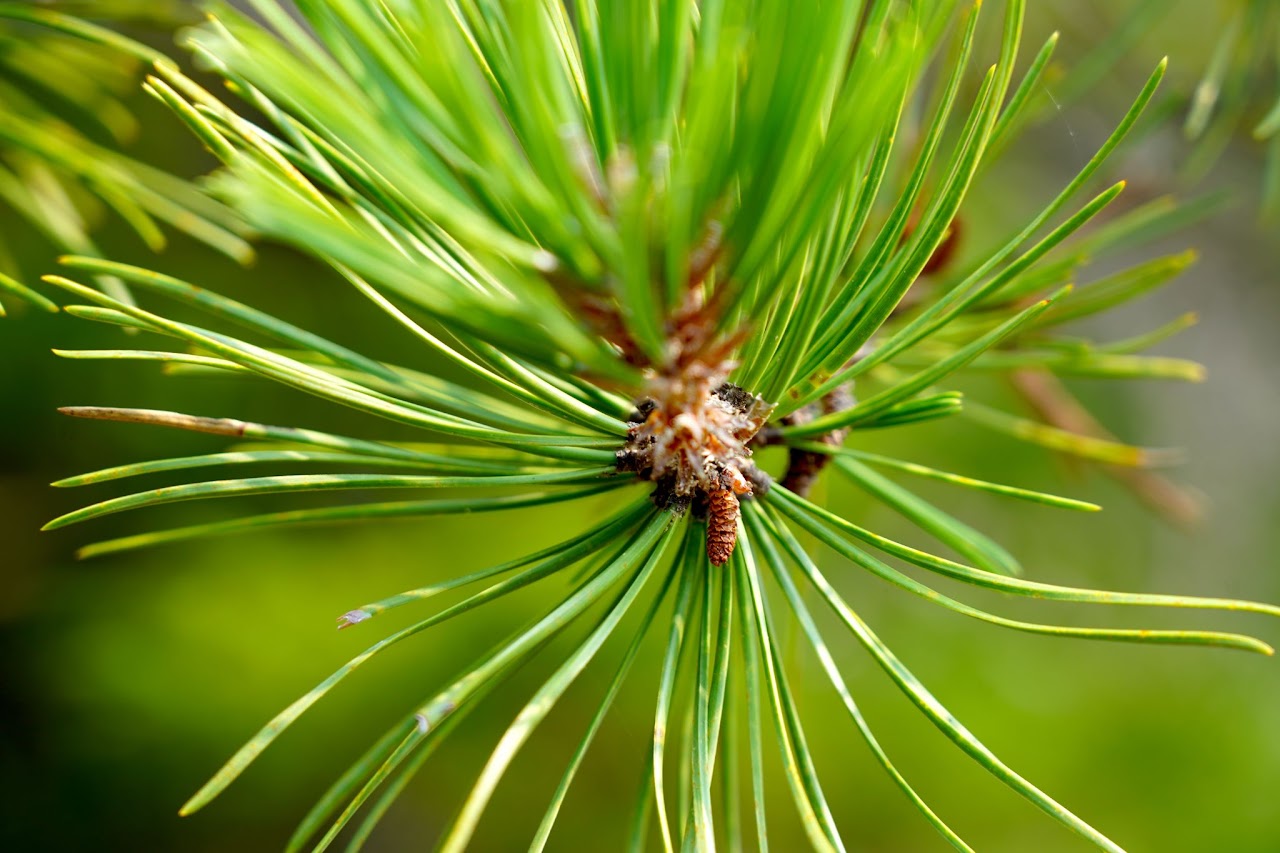 White pine needles