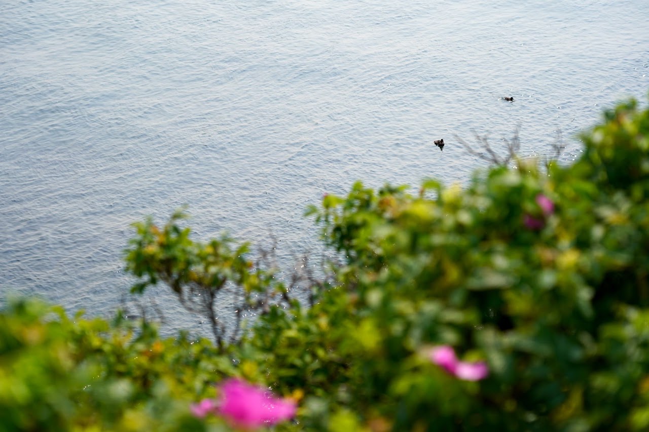 Beach roses over water