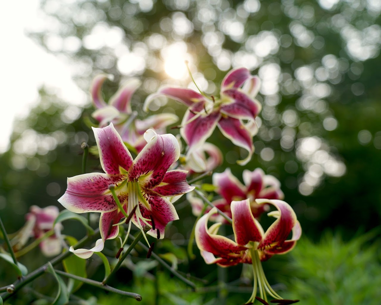 Stargazer lilies