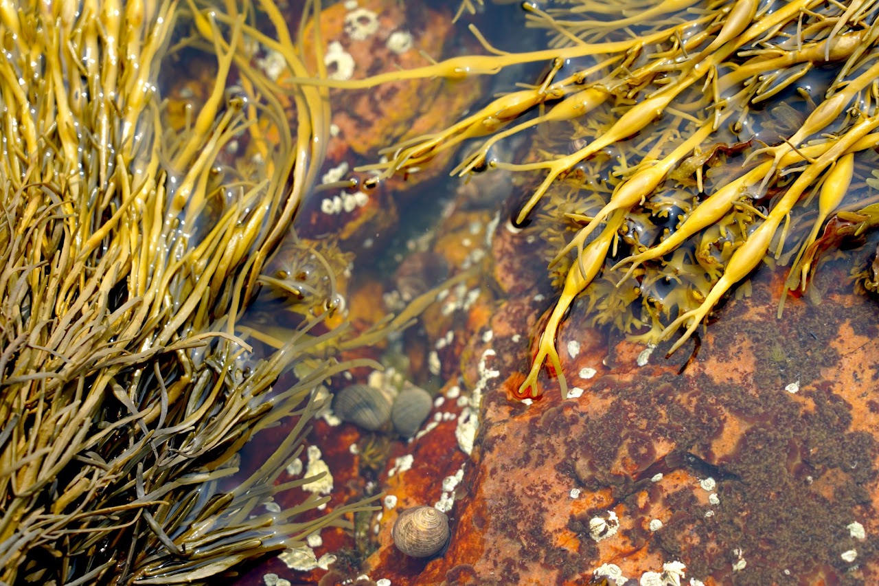 Rockweed and periwinkles on granite