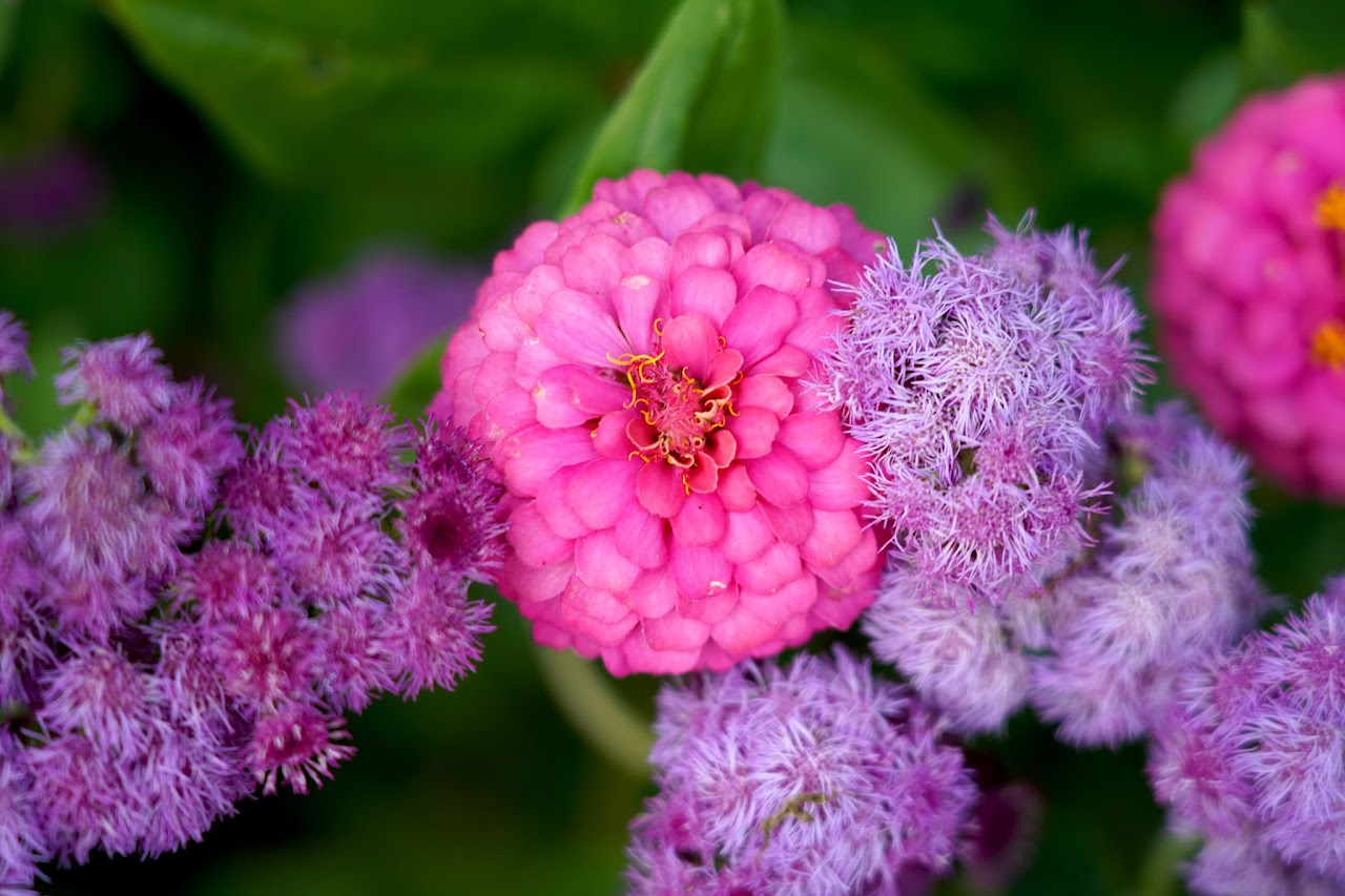 Zinnia and ageratum