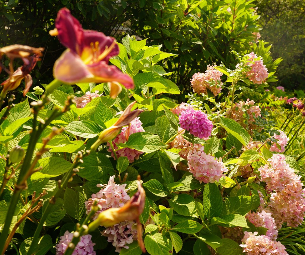 Hydrangea and daylily