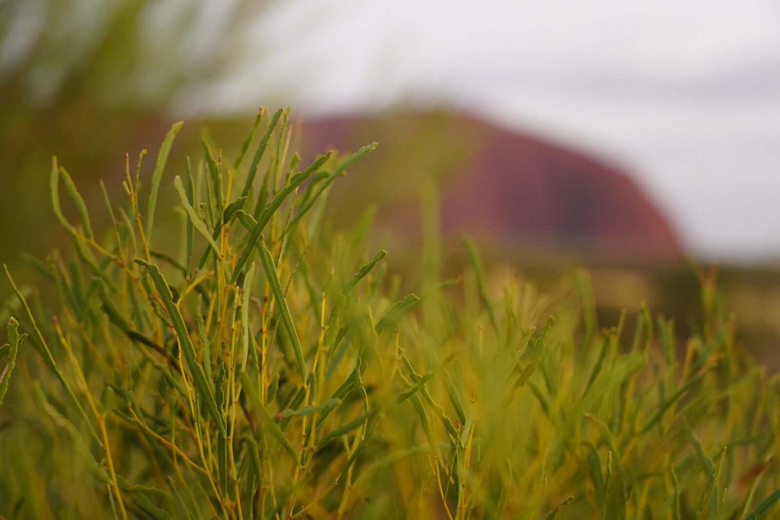 Desert wattle with Uluru in background