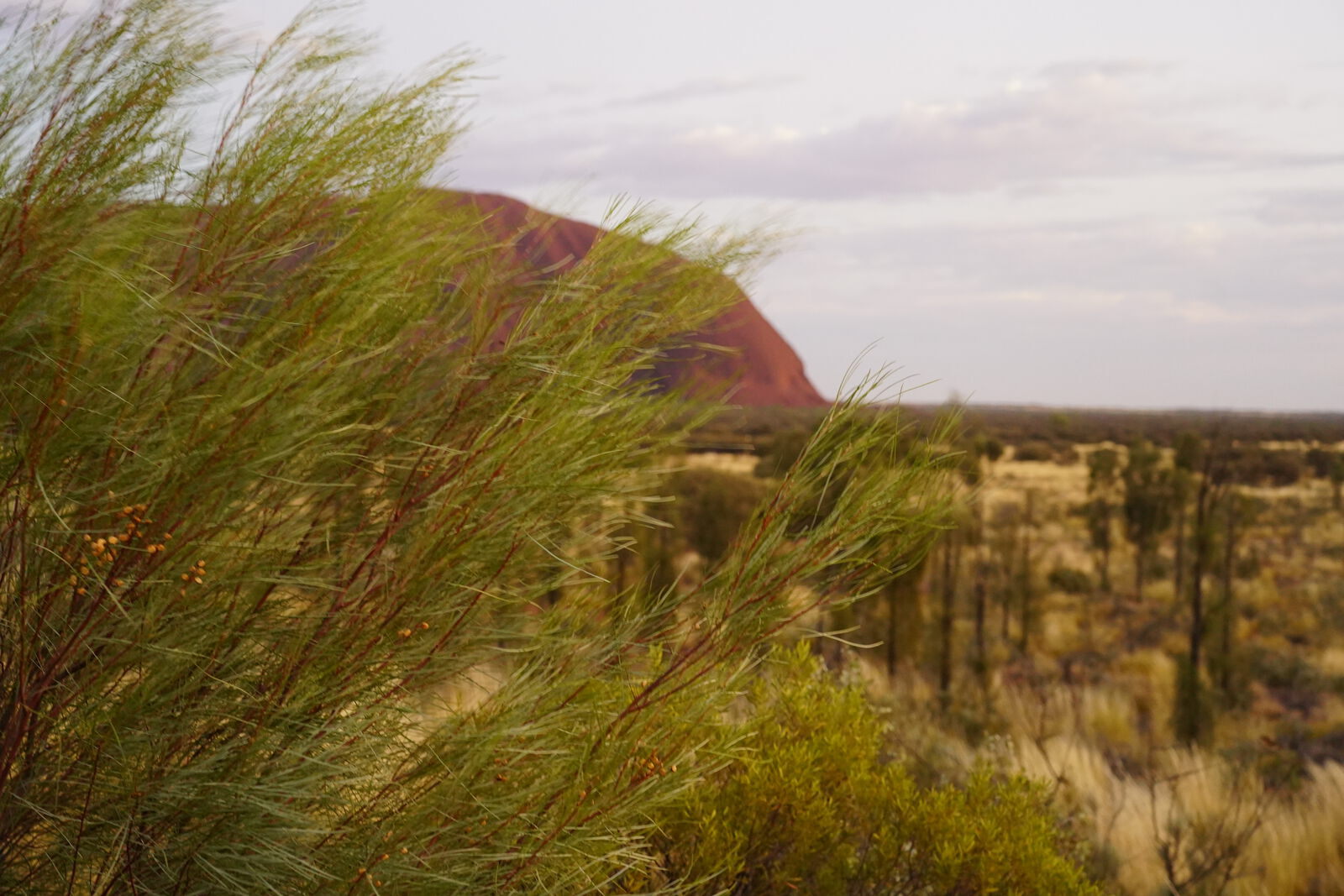 Detail at Uluru