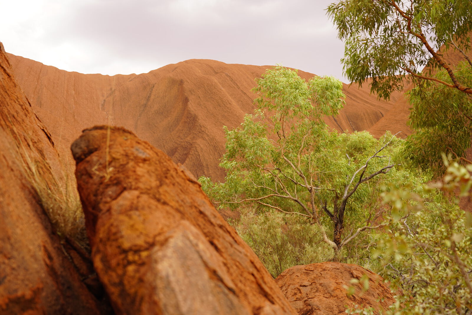Ghost gum against red rock face
