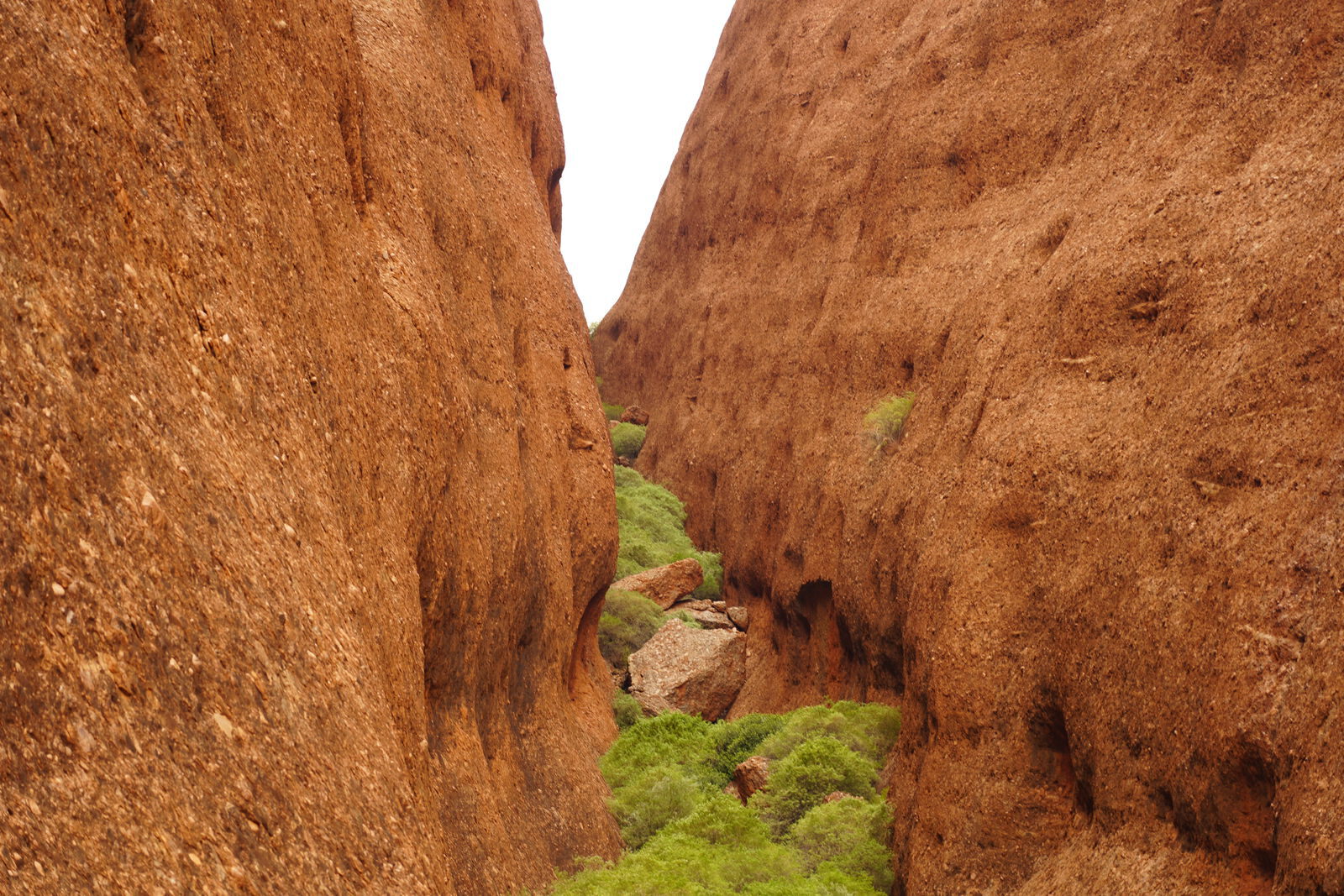 Spinifex grass