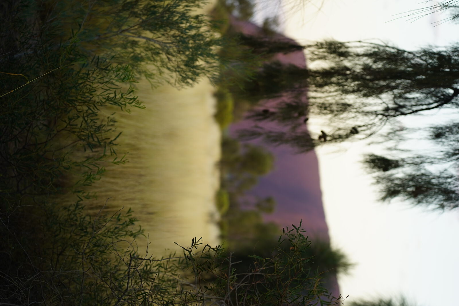 Uluru at dusk through trees