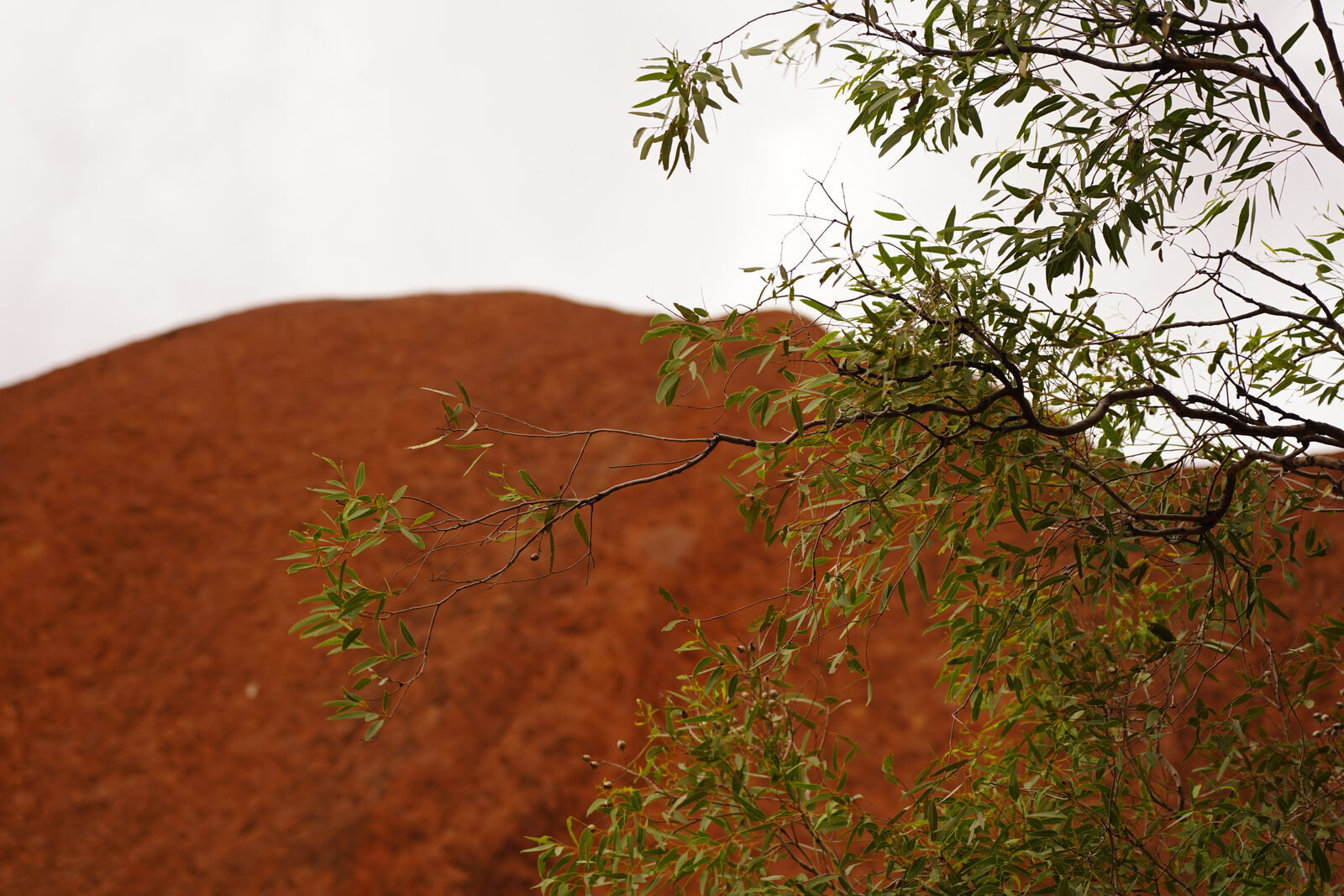 Desert oak framing Uluru