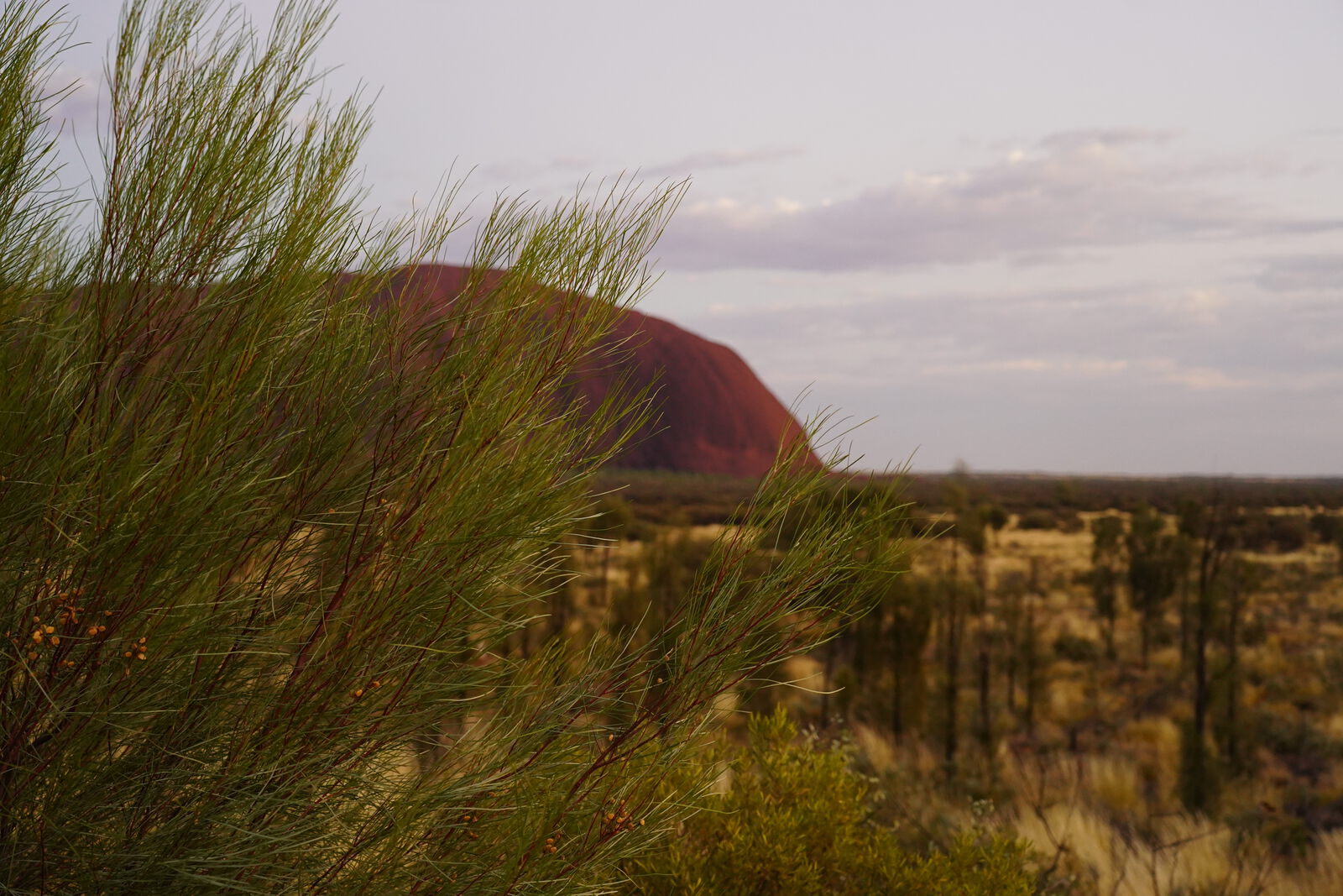 Uluru large view