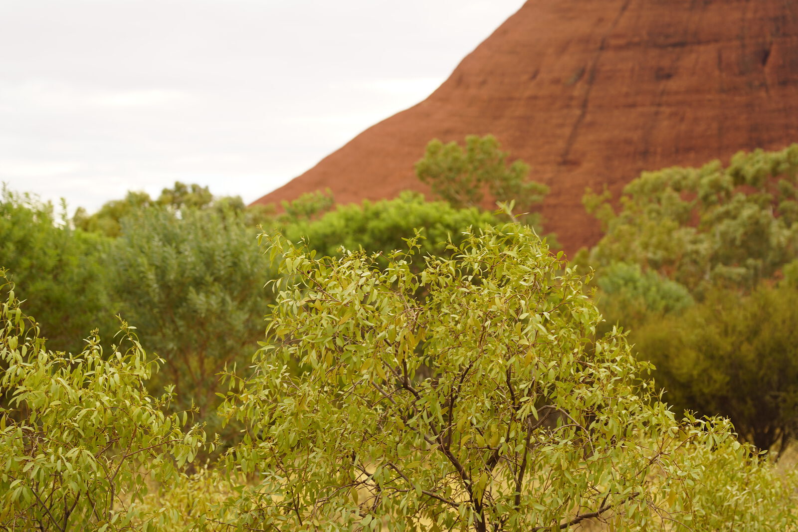 Desert vegetation
