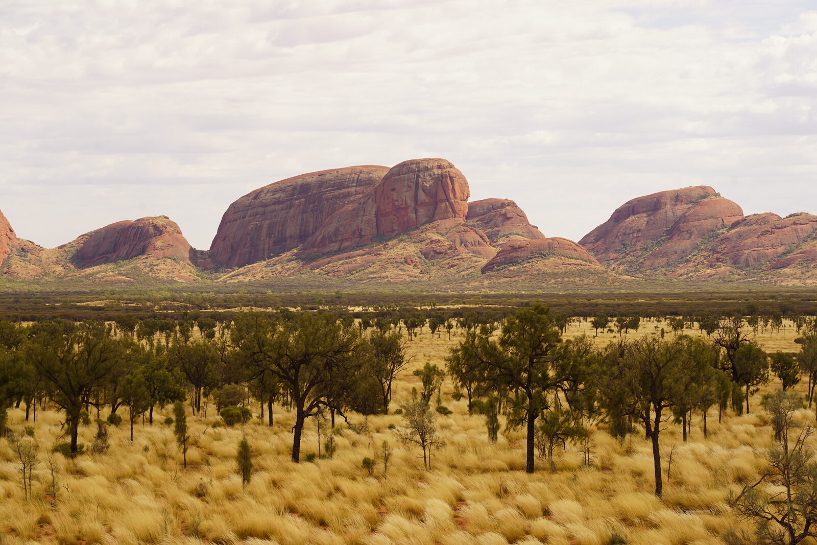 Rock surface with lichens