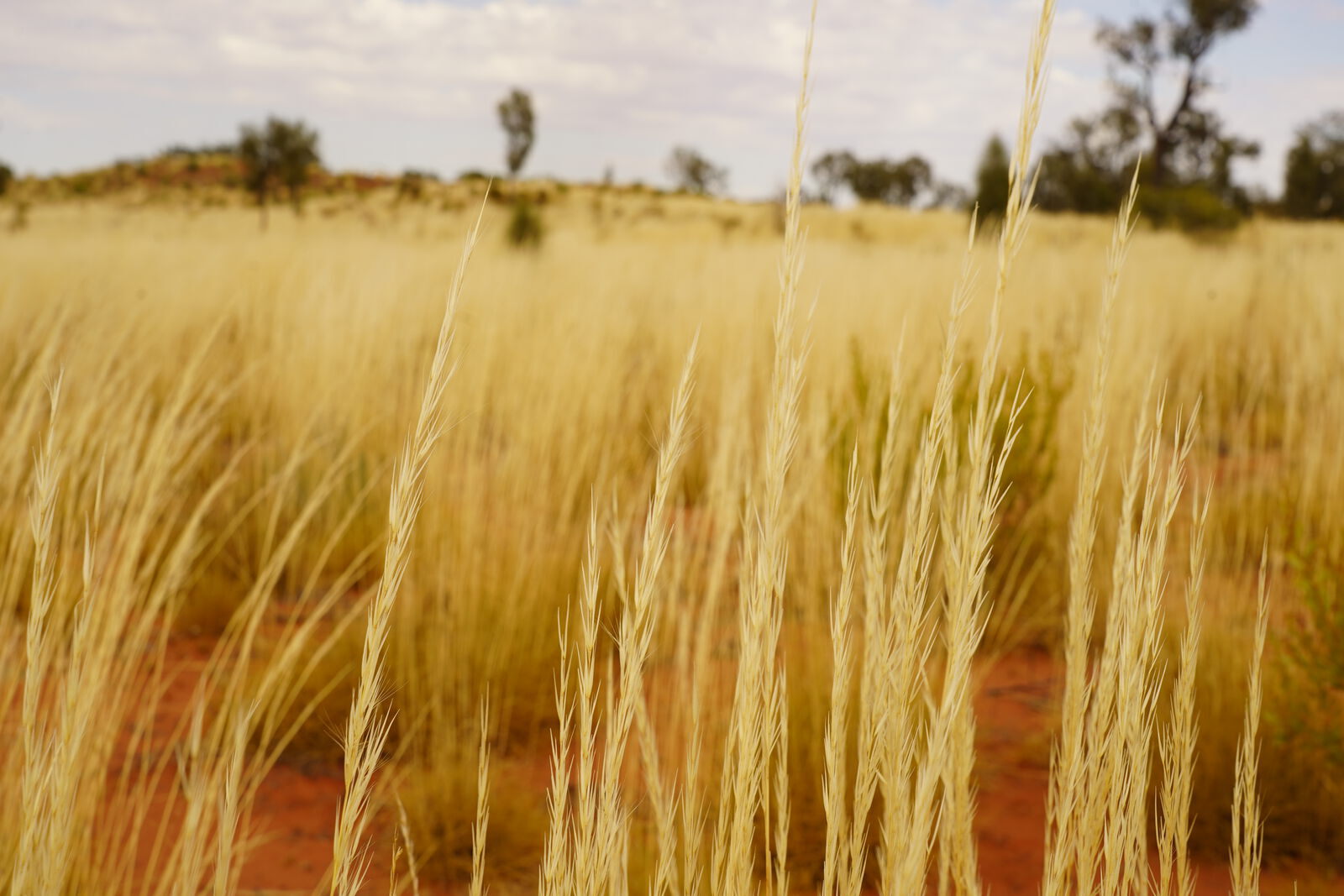 Spinifex close
