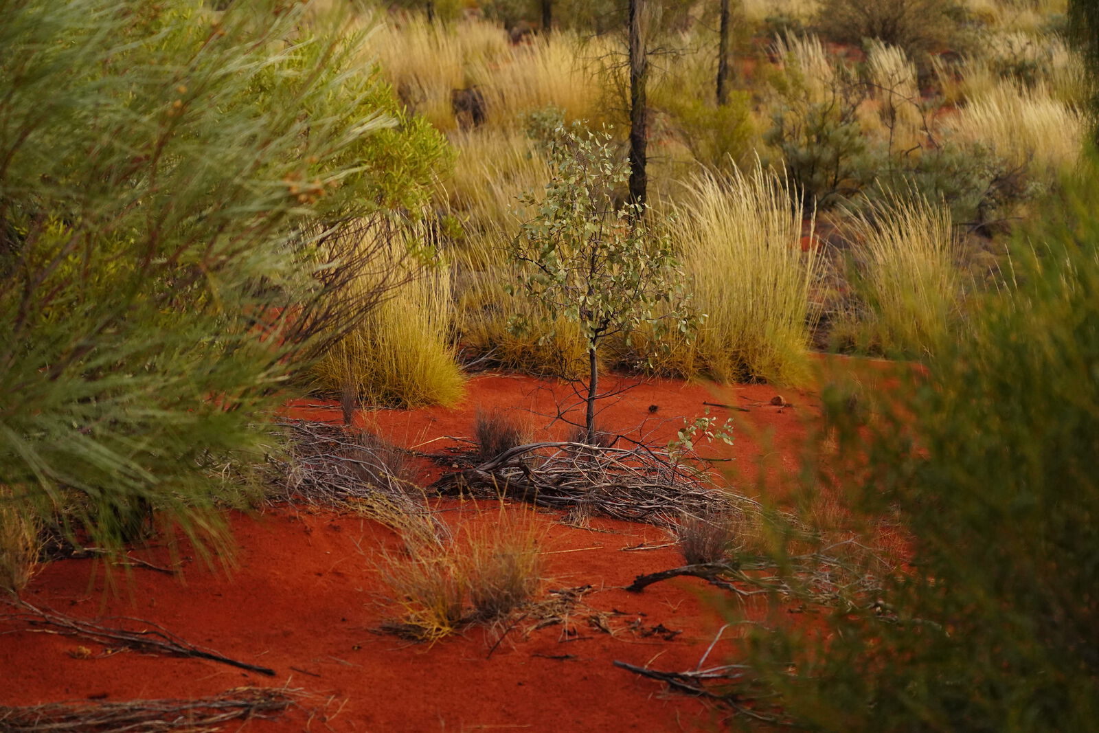 Uluru large panoramic