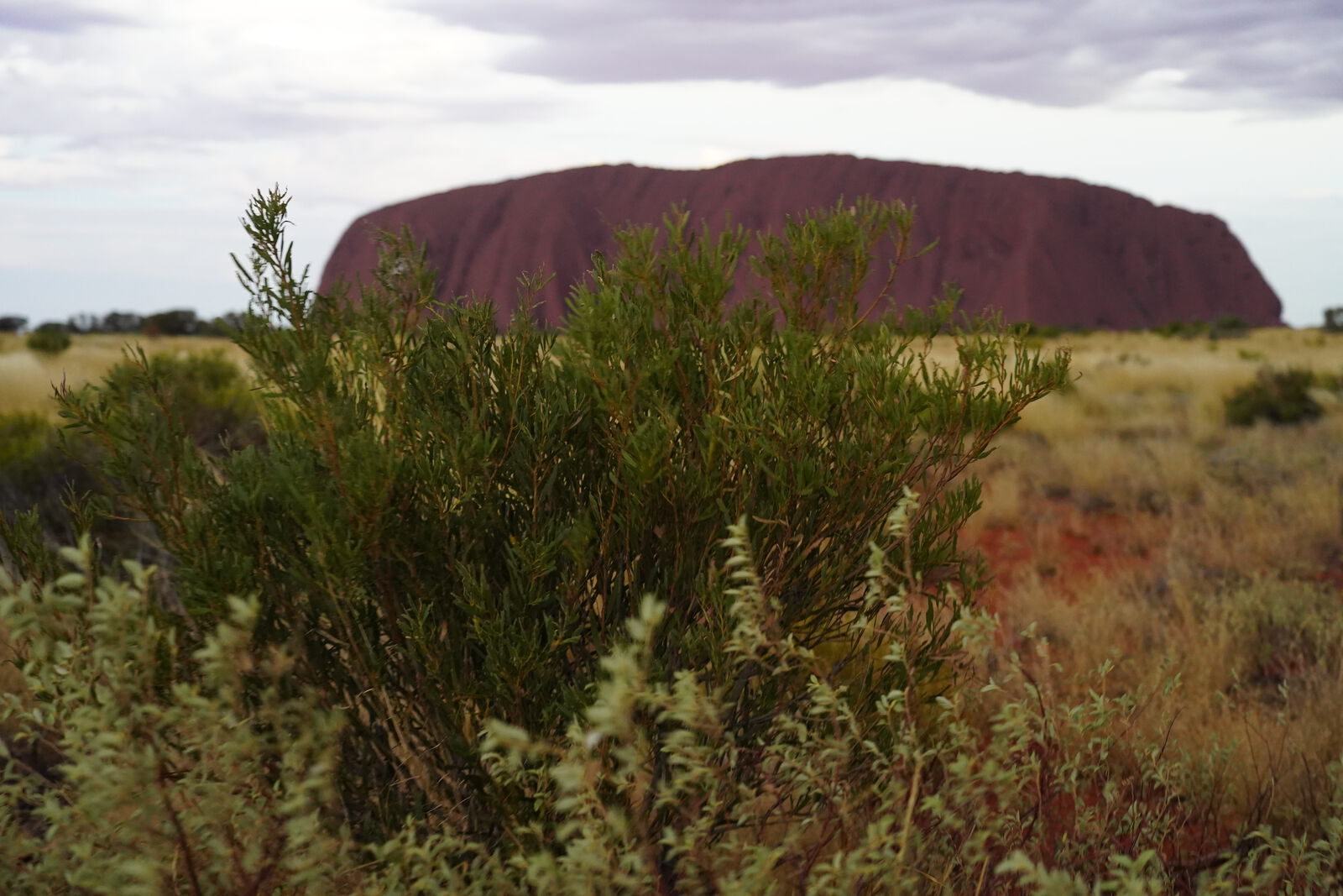 Desert oak silhouette