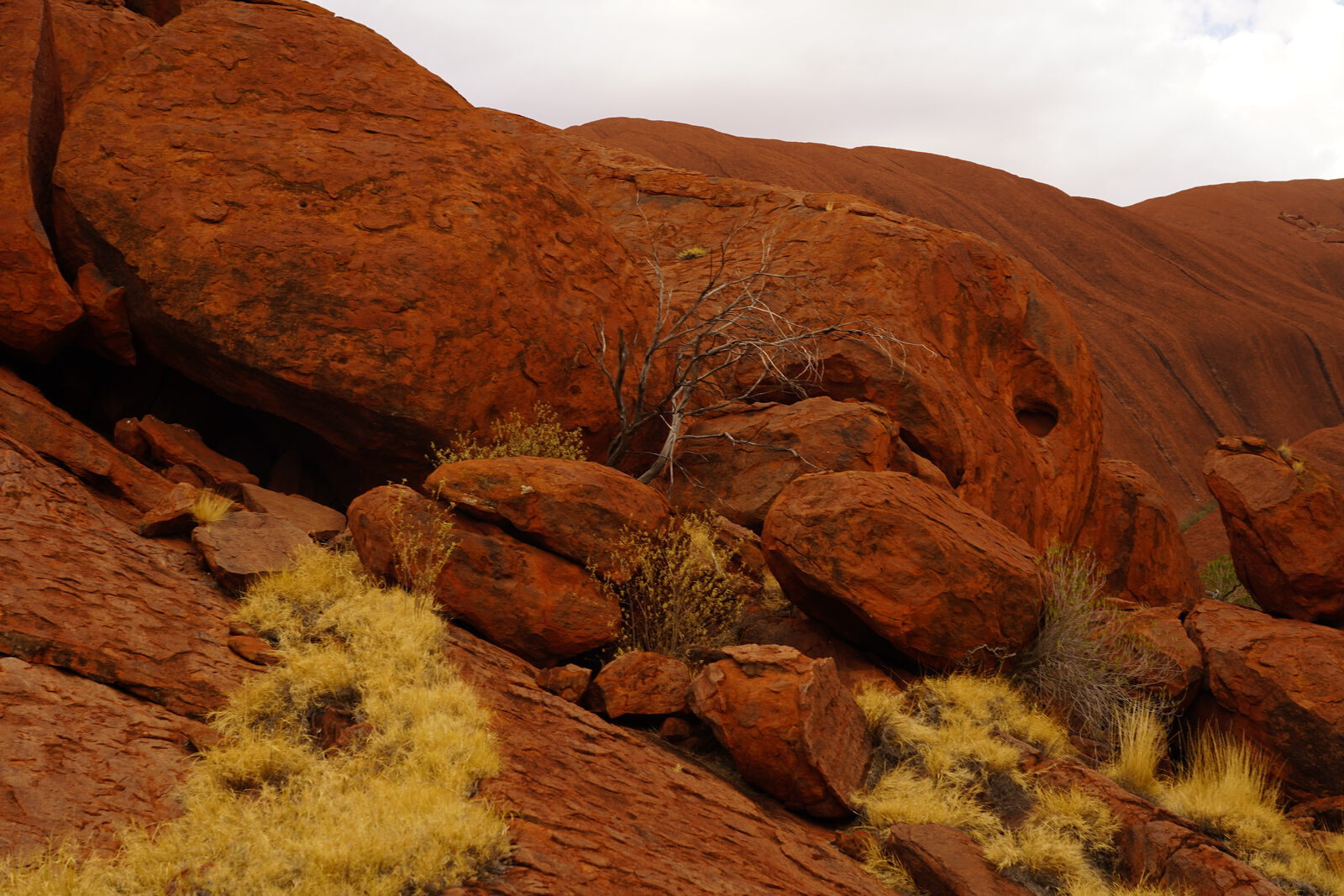 Desert grass in wind