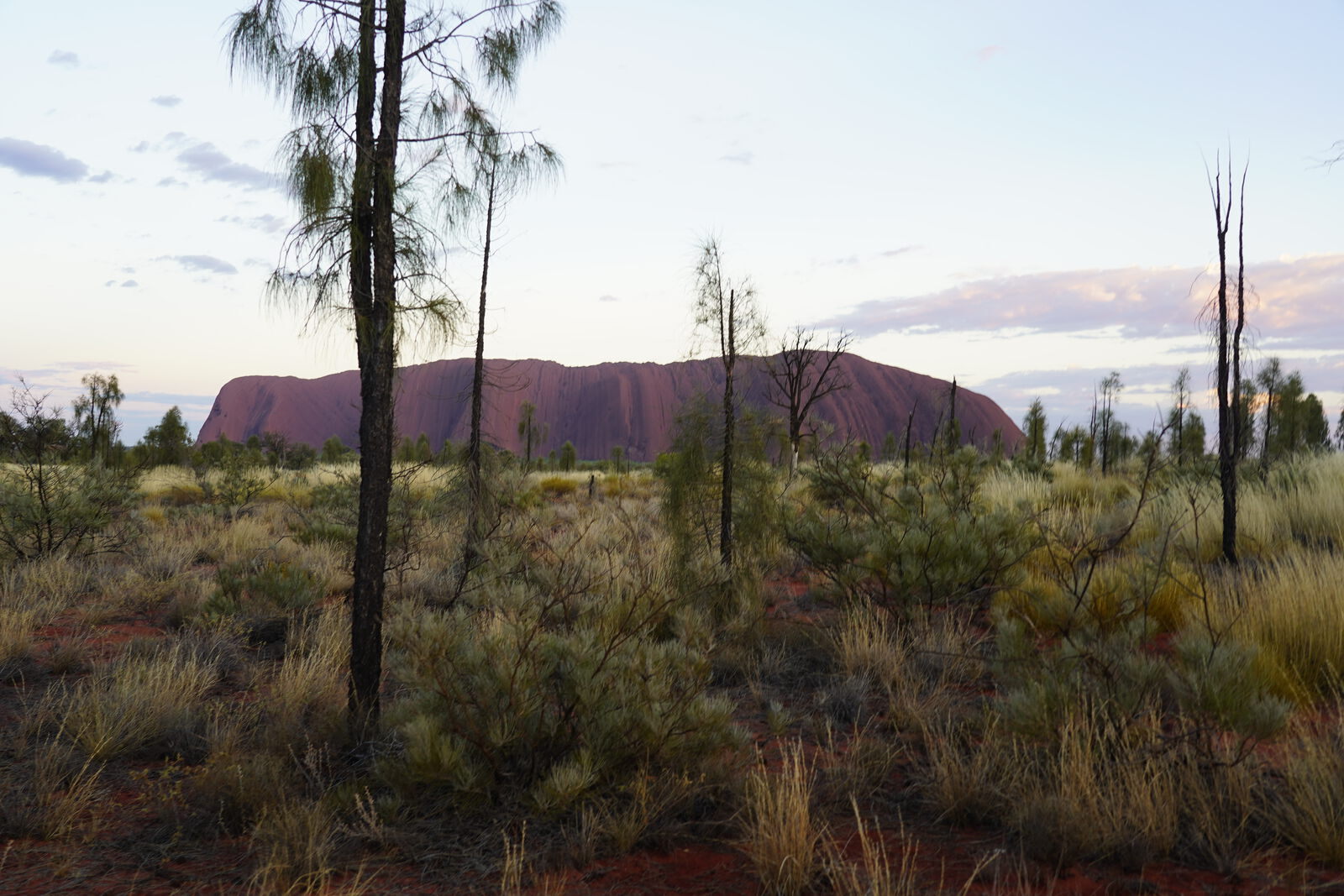 Uluru at dusk through desert oaks