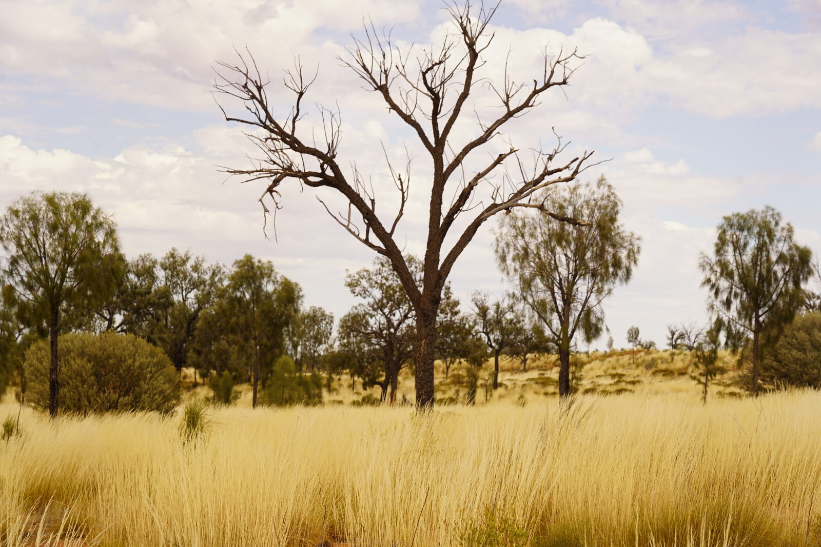 Dead tree in golden spinifex plain